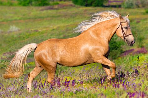 1,784 Palomino Horses Premium High Res Photos